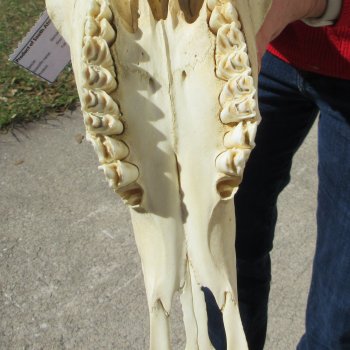 15" Gemsbok Skull with 33" Horns 