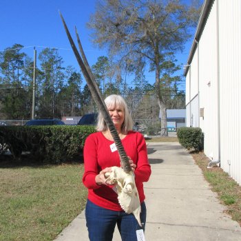 15" Gemsbok Skull with 36" Horns 