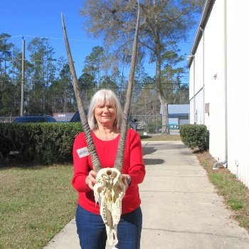 15" Gemsbok Skull with 36" Horns 