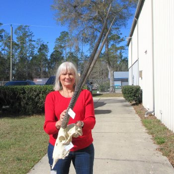 15" Gemsbok Skull with 36" Horns 