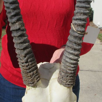 15" Gemsbok Skull with 36" Horns 