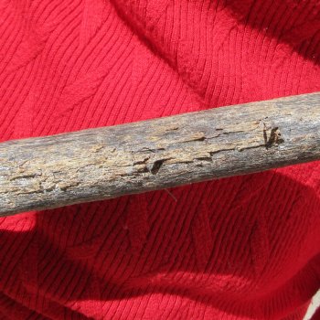 15" Gemsbok Skull with 36" Horns 