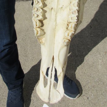 15" Gemsbok Skull with 36" Horns 