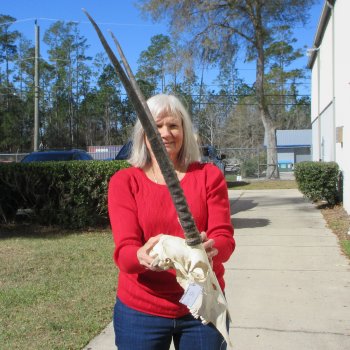 14" Gemsbok Skull with 27" Horns 