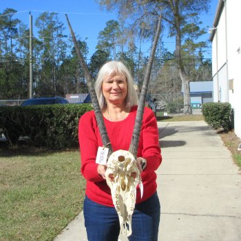 14" Gemsbok Skull with 27" Horns 