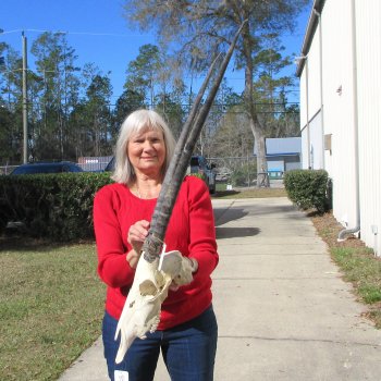 14" Gemsbok Skull with 27" Horns 