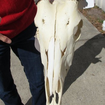 14" Gemsbok Skull with 27" Horns 