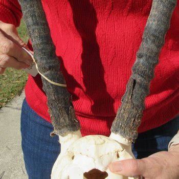 14" Gemsbok Skull with 27" Horns 