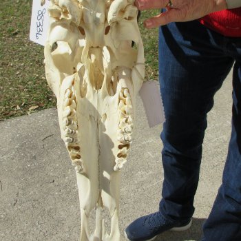 14" Gemsbok Skull with 27" Horns 