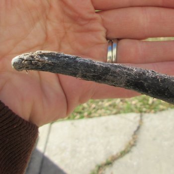 14" Gemsbok Skull with 27" Horns 