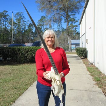 15" Gemsbok Skull with 33" Horns 