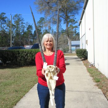 15" Gemsbok Skull with 33" Horns 