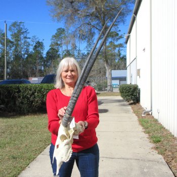 15" Gemsbok Skull with 33" Horns 