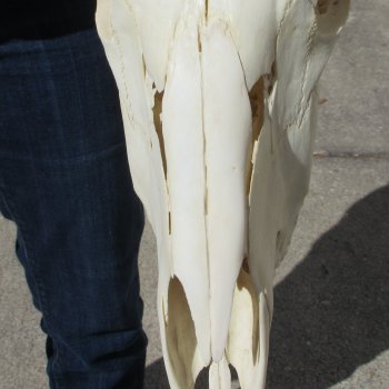 15" Gemsbok Skull with 33" Horns 
