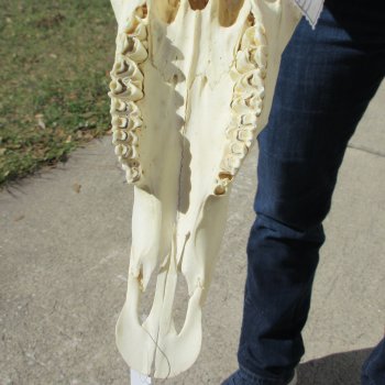 15" Gemsbok Skull with 33" Horns 