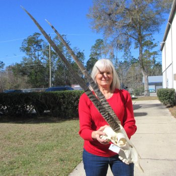 15" Gemsbok Skull with 35" & 36" Horns 