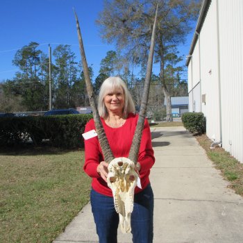 15" Gemsbok Skull with 35" & 36" Horns 