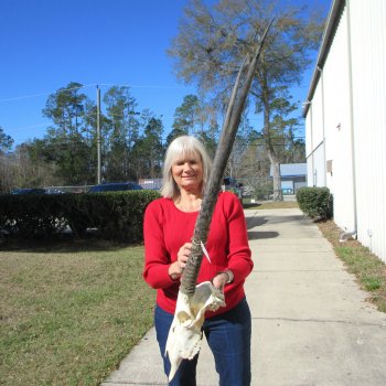 15" Gemsbok Skull with 35" & 36" Horns 