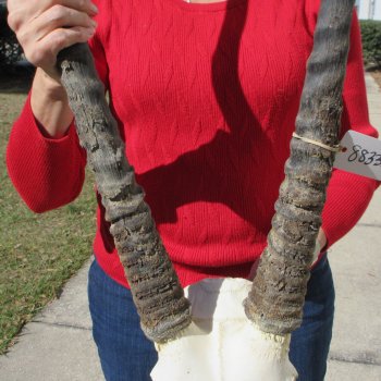 15" Gemsbok Skull with 35" & 36" Horns 