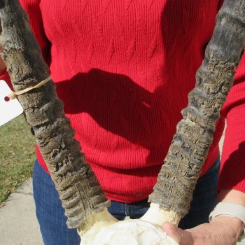 15" Gemsbok Skull with 35" & 36" Horns 