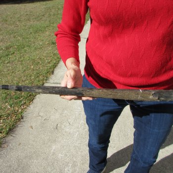 15" Gemsbok Skull with 35" & 36" Horns 
