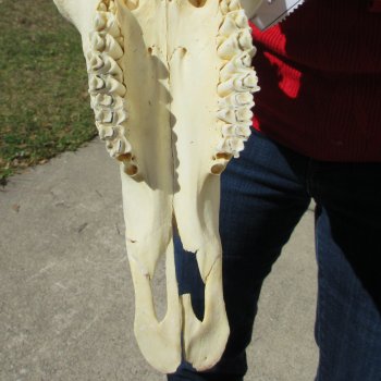 15" Gemsbok Skull with 35" & 36" Horns 