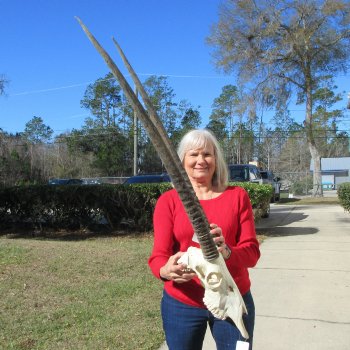 15" Gemsbok Skull with 35" & 36" Horns 