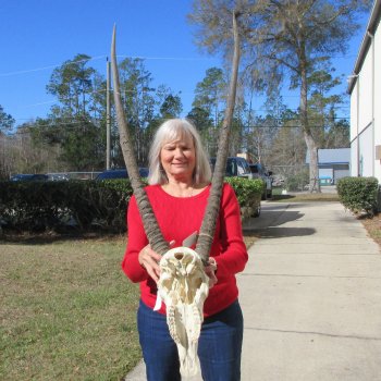 15" Gemsbok Skull with 35" & 36" Horns 
