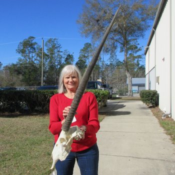 15" Gemsbok Skull with 35" & 36" Horns 
