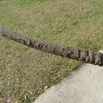 15" Gemsbok Skull with 35" & 36" Horns 