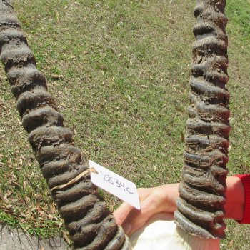 15" Gemsbok Skull with 35" & 36" Horns 