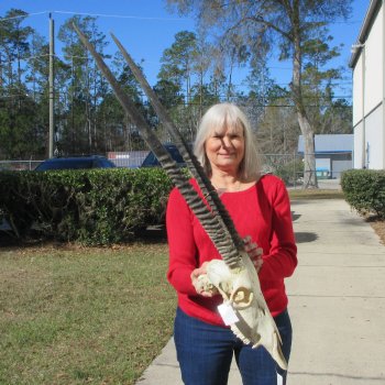 15" Gemsbok Skull with 31" Horns 