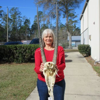 15" Gemsbok Skull with 31" Horns 