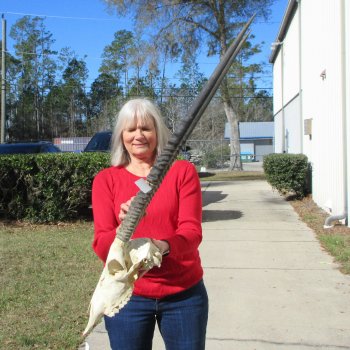 15" Gemsbok Skull with 31" Horns 
