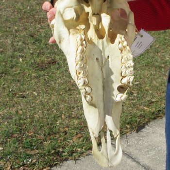 15" Gemsbok Skull with 31" Horns 