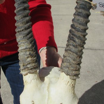 15" Gemsbok Skull with 31" Horns 