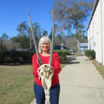 15" Gemsbok Skull with 34" & 35" Horns 