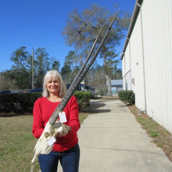 15" Gemsbok Skull with 34" & 35" Horns 