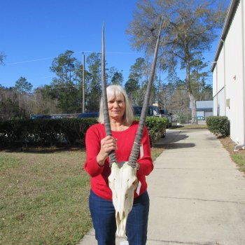 15" Gemsbok Skull with 34" & 35" Horns 