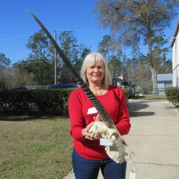 15" Gemsbok Skull with 29" & 30" Horns 