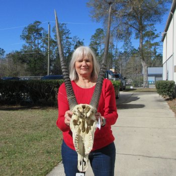 15" Gemsbok Skull with 29" & 30" Horns 