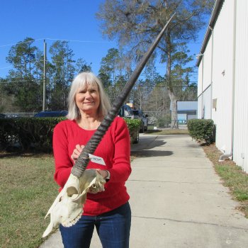 15" Gemsbok Skull with 29" & 30" Horns 