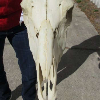 15" Gemsbok Skull with 29" & 30" Horns 