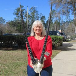 Gemsbok Skull Plate...