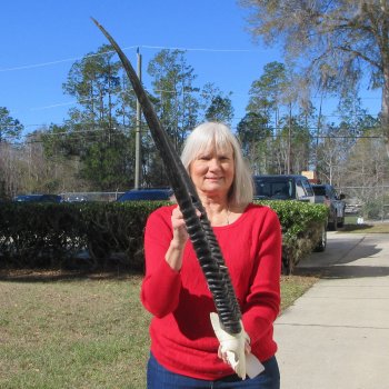 Gemsbok Skull Plate with 32" Horns