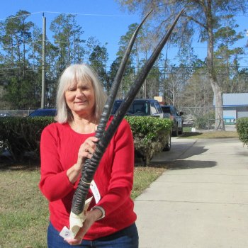 Gemsbok Skull Plate with 32" Horns