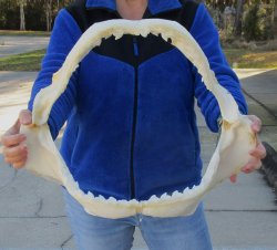 Tiger Shark Jaw 20-1/2 inches wide for sale $650 (Adult Signature Required)