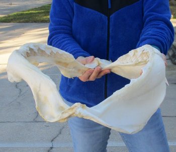 Tiger Shark Jaw 20-1/2 inches wide for sale $650 (Adult Signature Required)