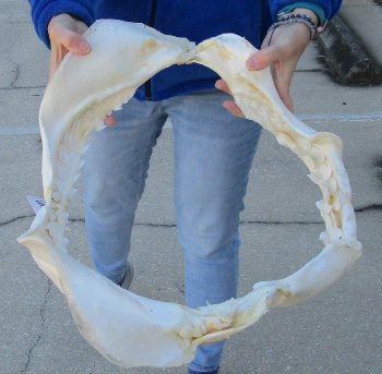 Tiger Shark Jaw 20-1/2 inches wide for sale $650 (Adult Signature Required)