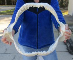 Tiger Shark Jaw 20 inches wide for sale $650 (Adult Signature Required)